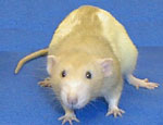 DumboRat