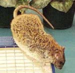 RexRat
