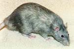 SatinRat